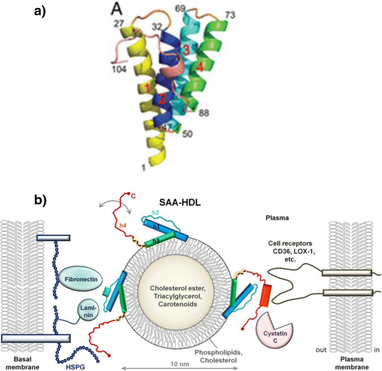 Serum amyloid A a review Molecular Medicine Full Text