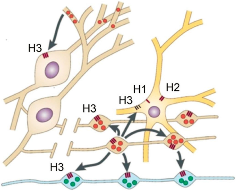 Histamine and migraine revisited mechanisms and possible drug targets