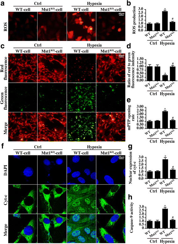 Mst1 regulates post-infarction cardiac injury through the JNK-Drp1
