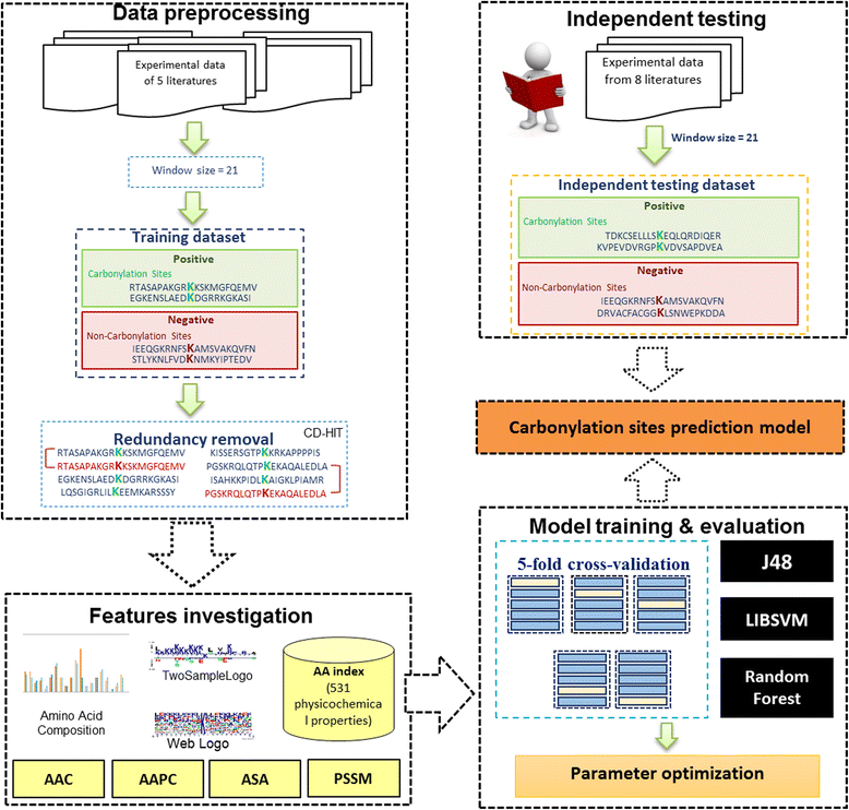 quantitation of protein carbonylation by dot blot quantitation of protein carbonylation by dot blot