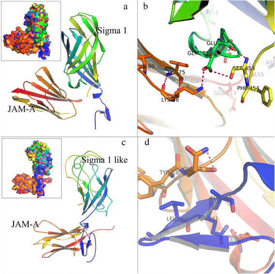 Prediction of GCRV virus-host protein interactome based on ...