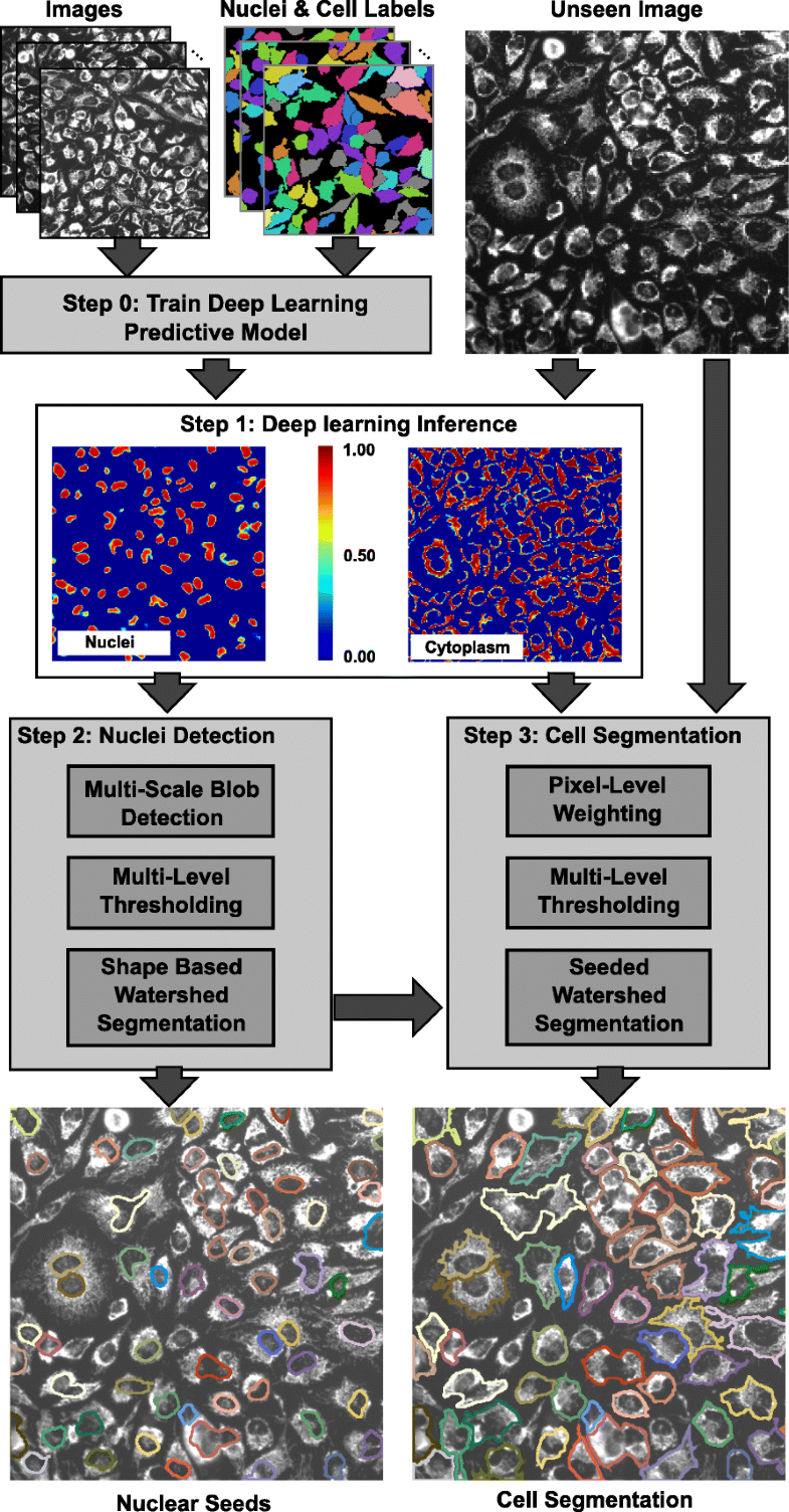 A deep learning-based algorithm for 2-D cell segmentation in microscopy ...