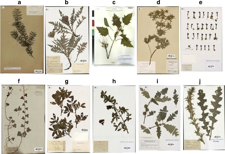 Going deeper in the automated identification of Herbarium specimens BMC Evolutionary Biology