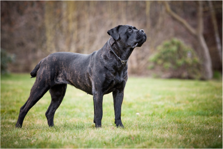 Inheritance of coat colour in the cane Corso Italiano dog BMC