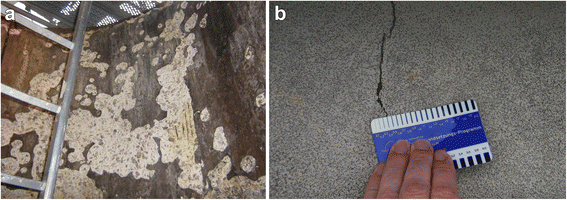 Characterization of sulfur oxidizing bacteria related to biogenic