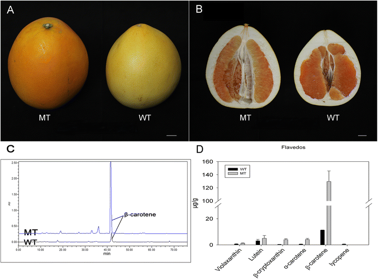 Transcriptomic analysis of differentially expressed genes in an orange