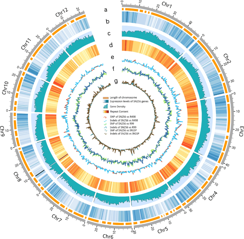 Genome sequencing of rice subspecies and analysis of