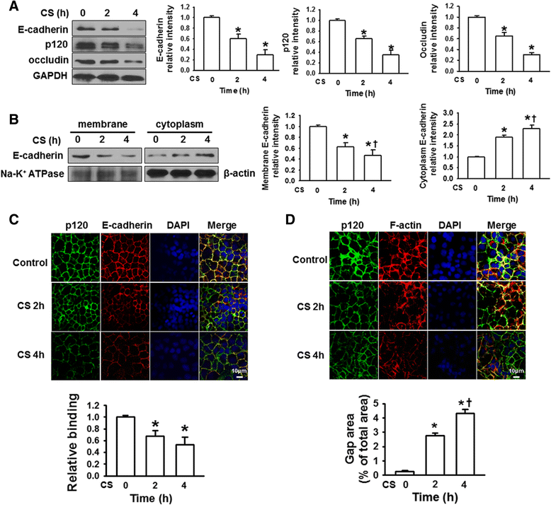 Protective role of p120catenin in maintaining the integrity of