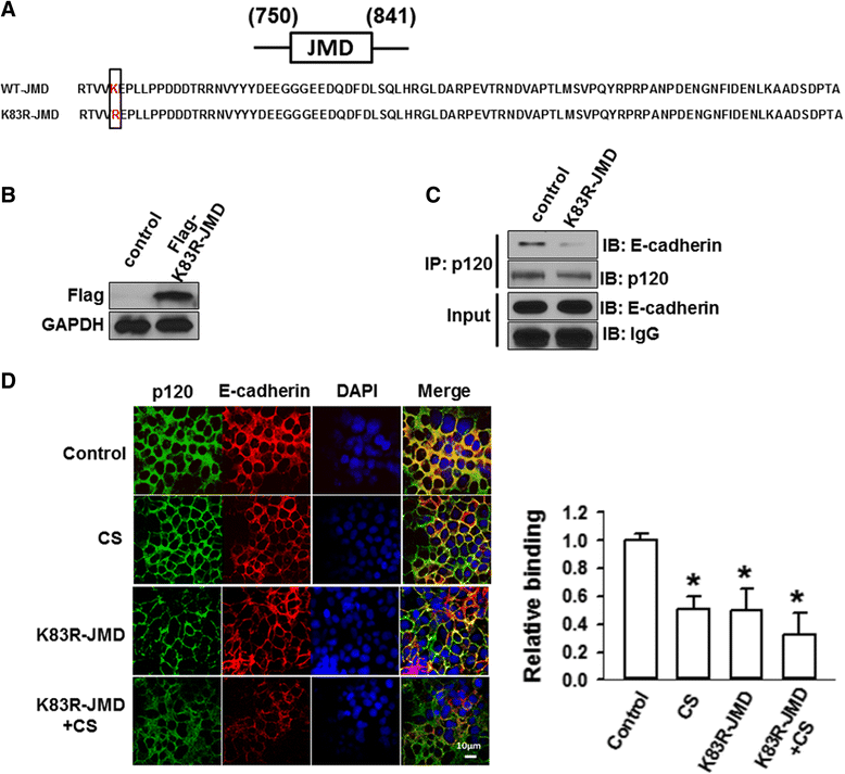Protective role of p120catenin in maintaining the integrity of