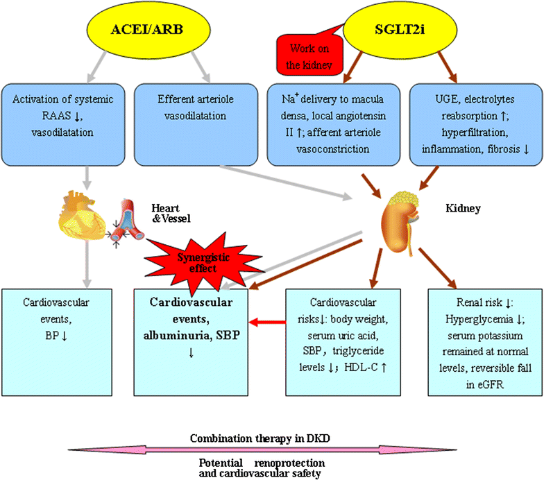 Acei Proteinuria Acei Proteinuria