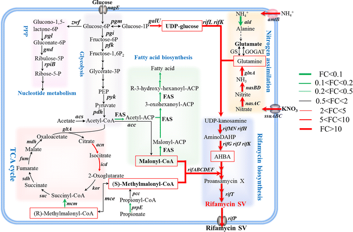 A preliminary study of the mechanism of nitrate-stimulated remarkable ... - 12934 2015 264 Fig3 HTML