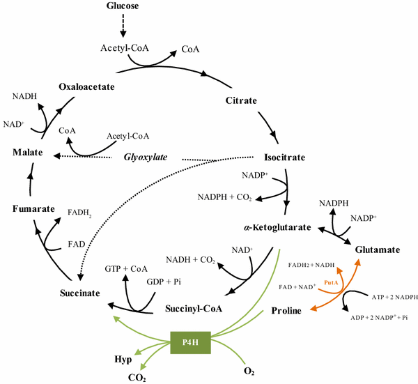 Metabolic network capacity of Escherichia coli for Krebs cycle ...