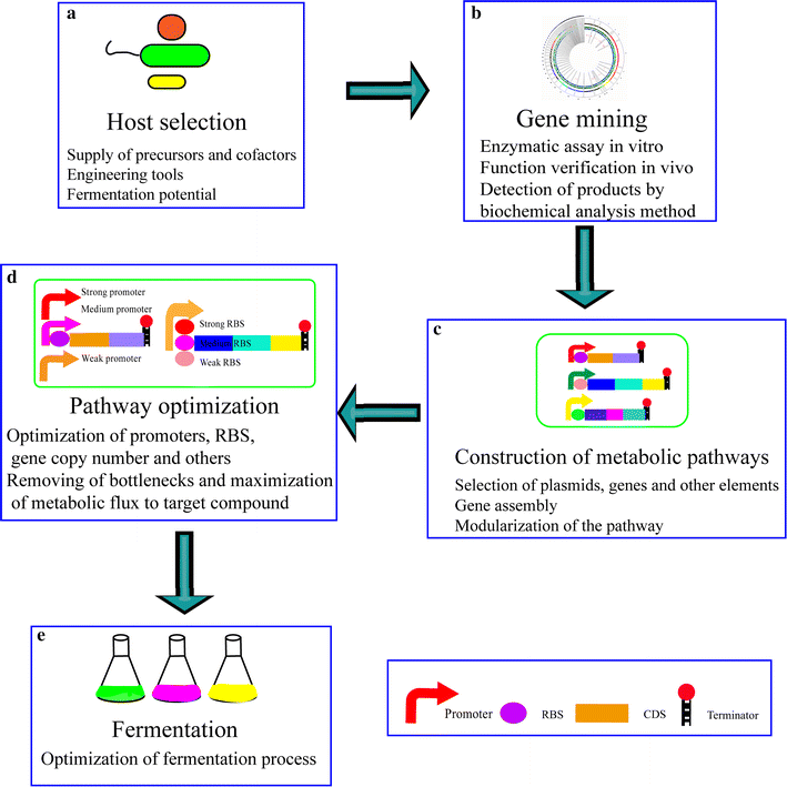 Microbial production of vitamin B12 a review and future perspectives