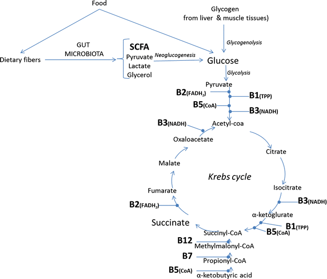 Beneficial effects on host energy metabolism of shortchain fatty acids