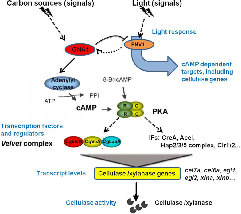 Regulation of the Gα-cAMP/PKA signaling pathway in cellulose ...