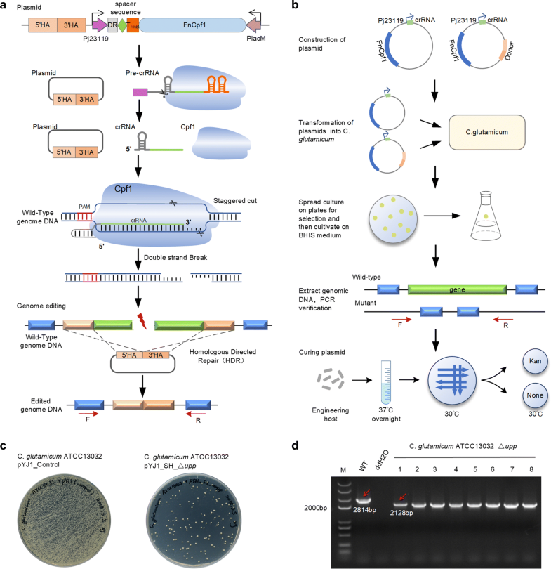 Optimizing a CRISPR-Cpf1-based genome engineering system for ...