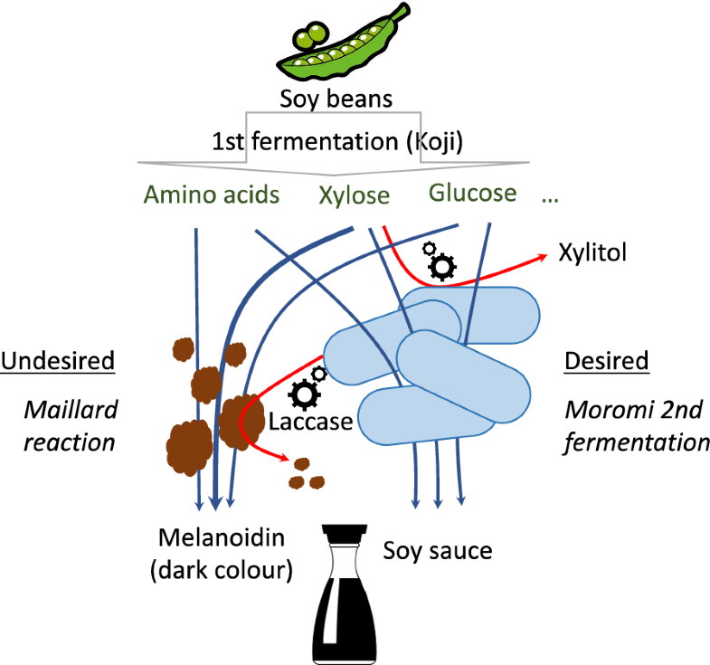 Towards semisynthetic microbial communities enhancing soy sauce