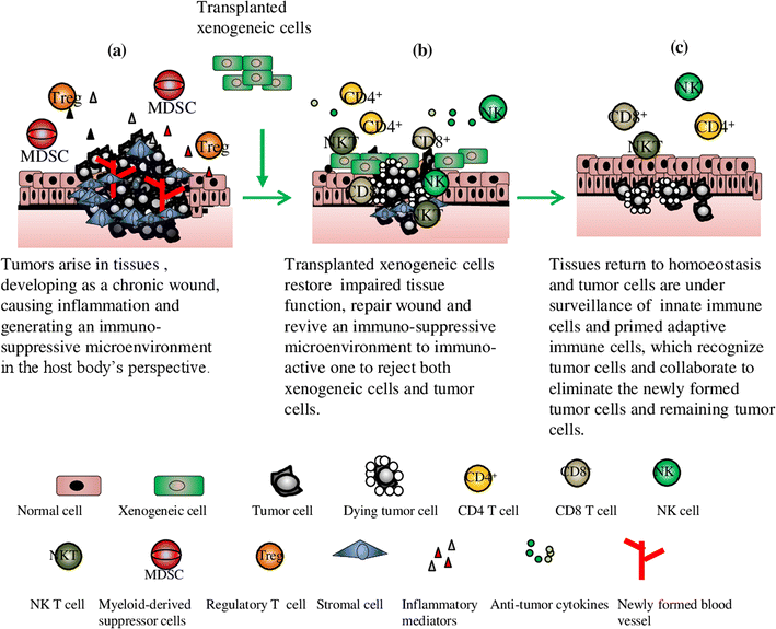 Xenogeneic cell therapy provides a novel potential therapeutic option
