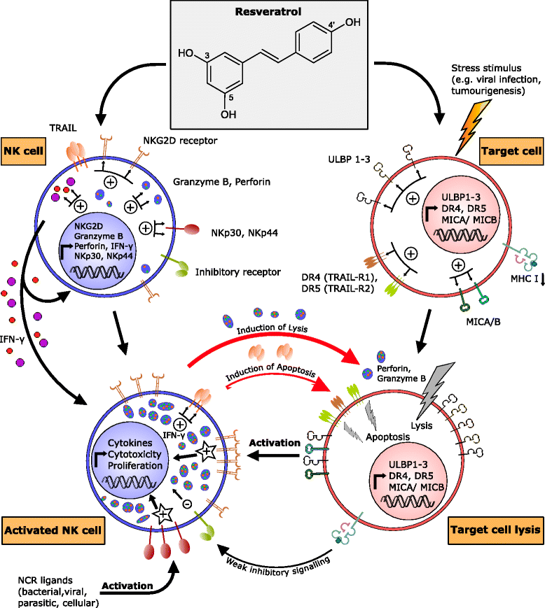 Nutritional immunology function of natural killer cells and their