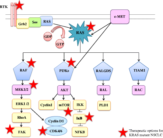 KRAS oncogene in nonsmall cell lung cancer clinical