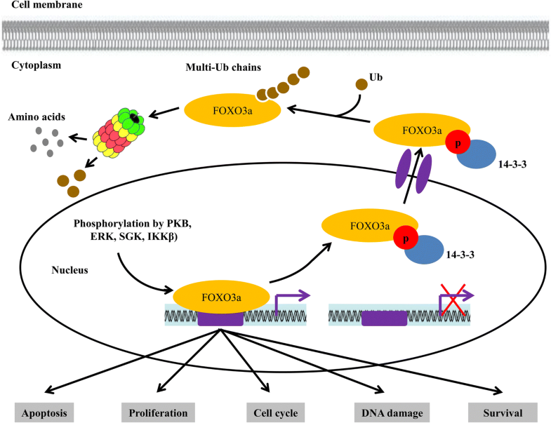 Critical Role Of FOXO3a In Carcinogenesis | Molecular Cancer | Full Text