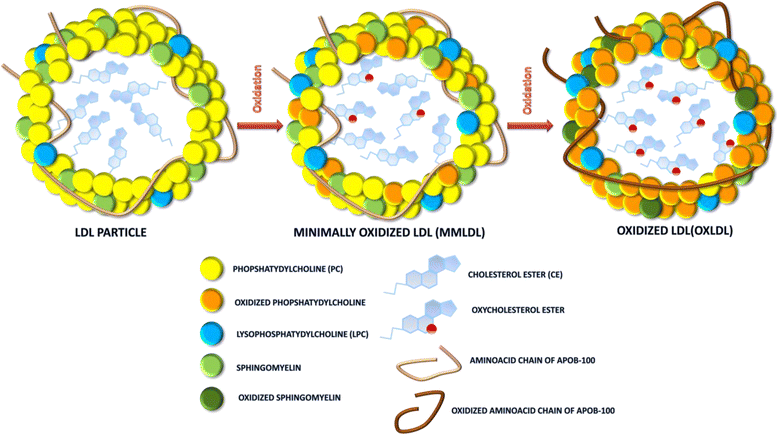 Ldl result. ЛДЛ Результаты.