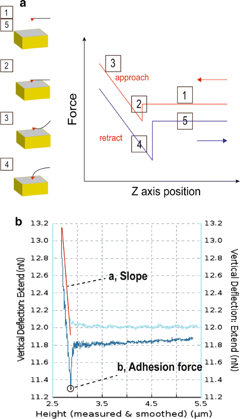 Application of atomic force microscopy in cancer research | SpringerLink