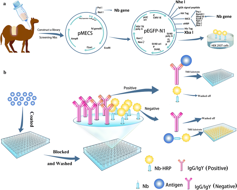 Nanobodyhorseradish peroxidase fusion protein as an ultrasensitive