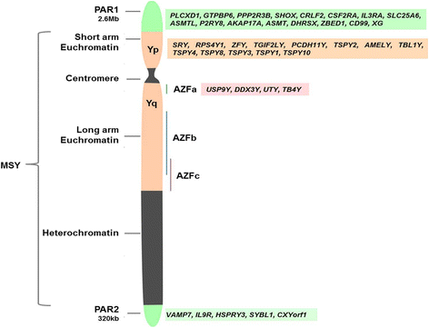 Genetics of the human Y chromosome and its association with male