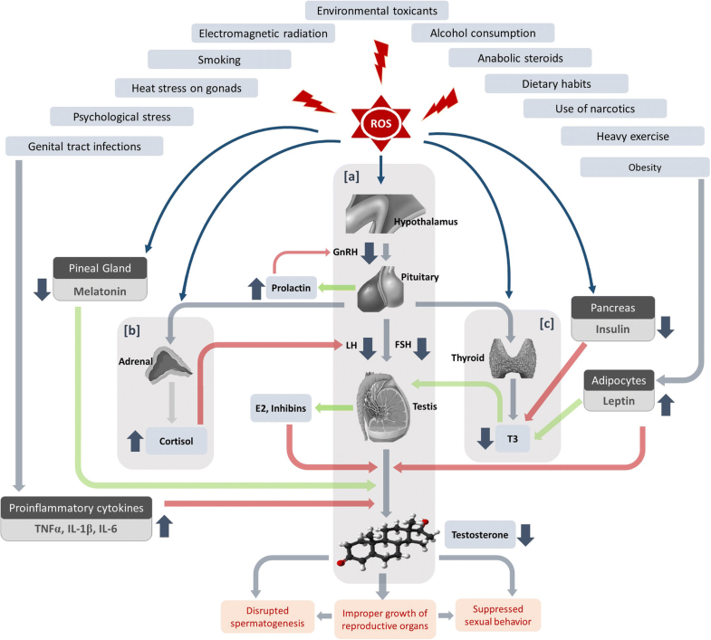 Reactive Oxygen Species And Male Reproductive Hormones Reproductive