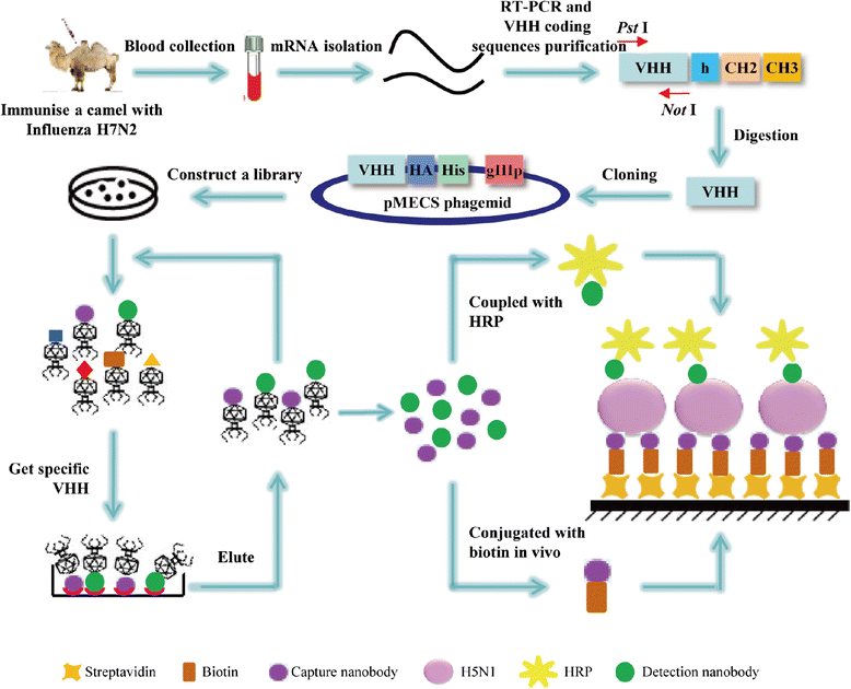 Streptavidinbiotinbased directional double Nanobody sandwich ELISA
