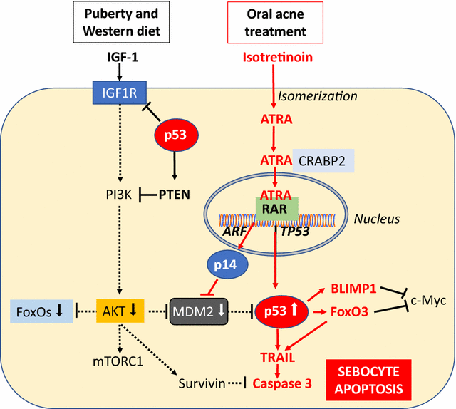 p53: key conductor of all anti-acne therapies | Journal of