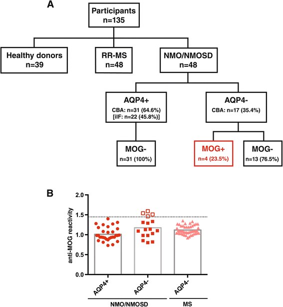 anti mog antibody anti mog antibody