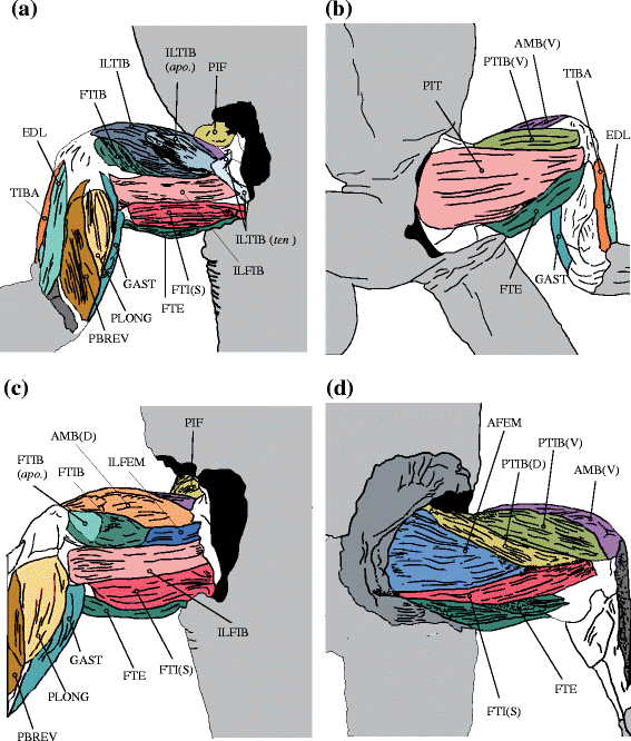 How to build your dragon: scaling of muscle architecture from the world