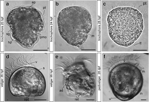 Nervous system development in the Pacific oyster, Crassostrea gigas