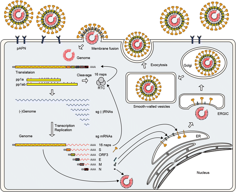 diarrea gialla virus