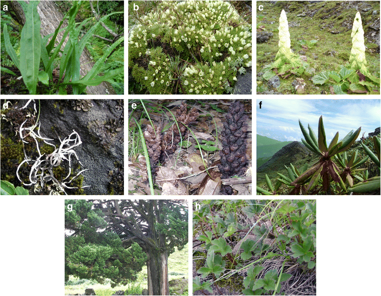 Medicinal plants of Dagala region in Bhutan their