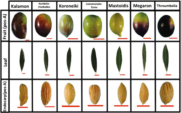 Description Of Olive Morphological Parameters By Using Open Access ...