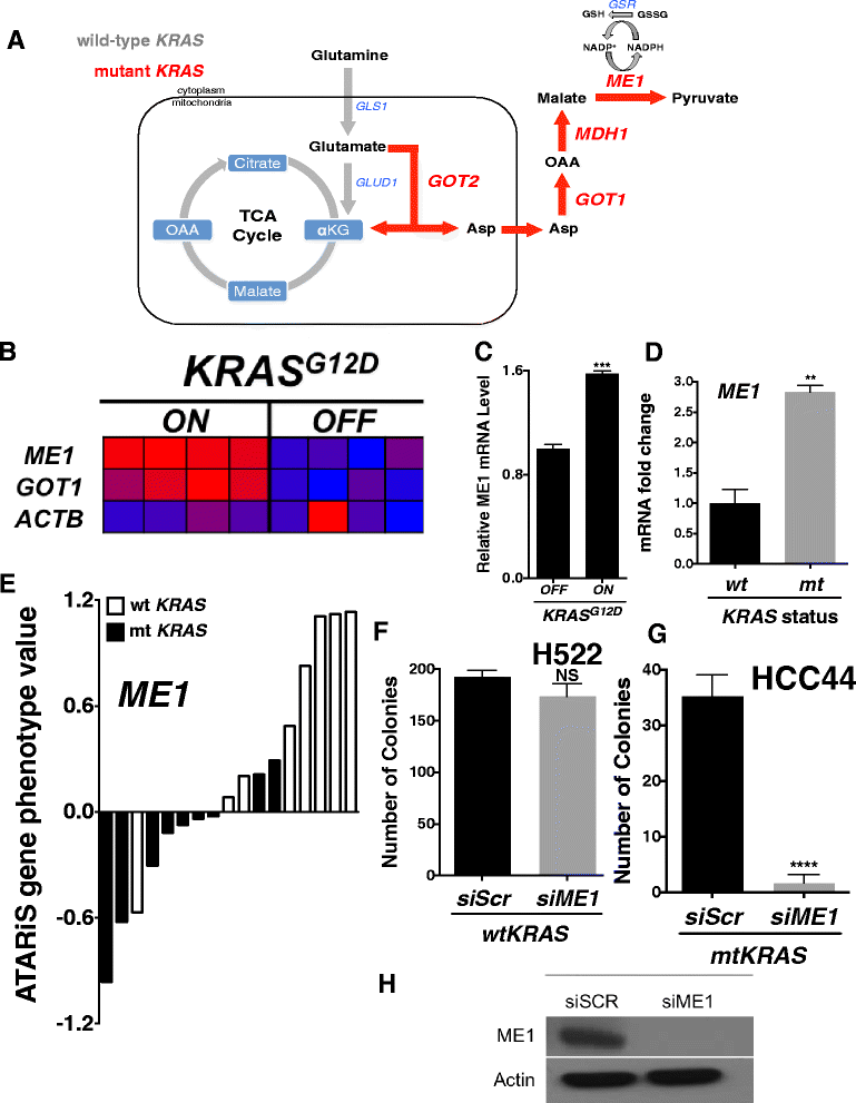 Mutant KRAS associated malic enzyme 1 expression is a predictive marker
