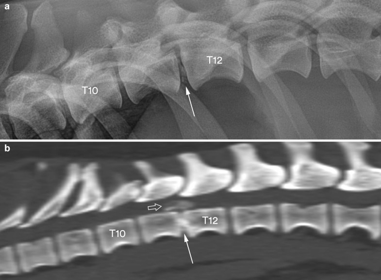 Calcification of extruded intervertebral discs in dachshunds a