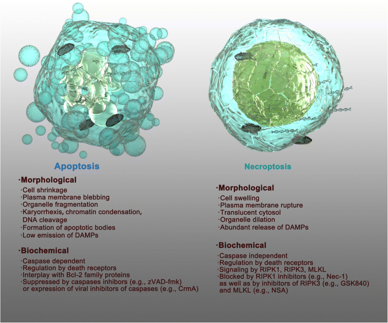 Bypassing drug resistance by triggering necroptosis: recent advances in