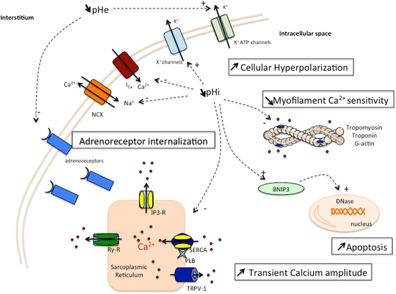Hemodynamic consequences of severe lactic acidosis in shock states