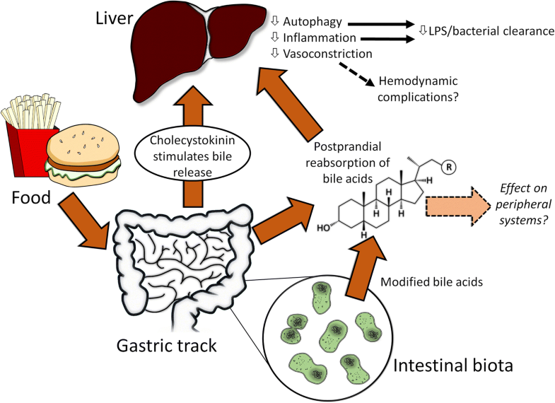 The role of bile acids in nutritional support Critical Care Full Text