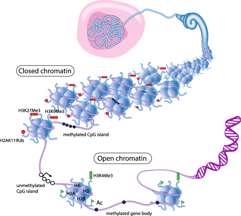 Epigenomics of mammary gland development Breast Cancer Research