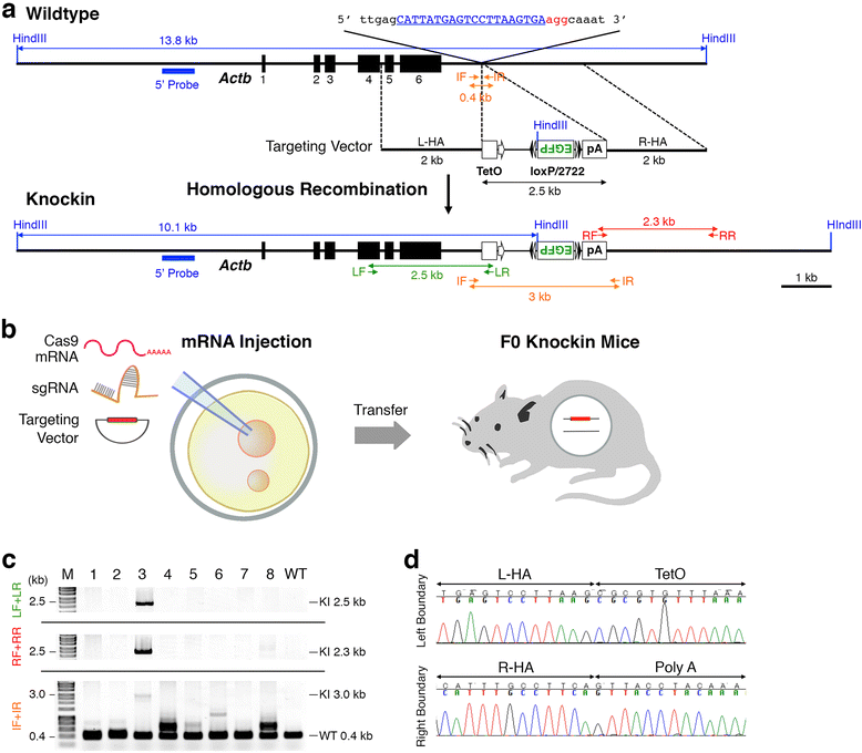 Cloningfree CRISPR/Cas system facilitates functional cassette knockin