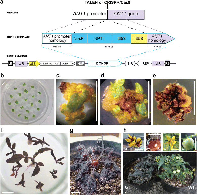 Highfrequency, precise modification of the tomato genome Genome