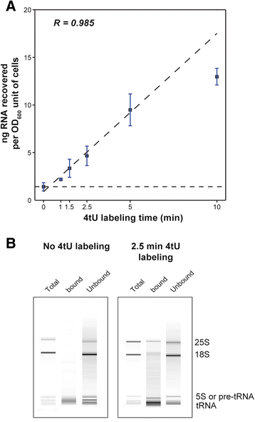 Label each structure in the following diagram of mrna processing. not all labels will be used.