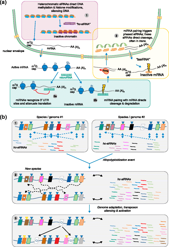 Evolution of plant genome architecture Genome Biology Full Text