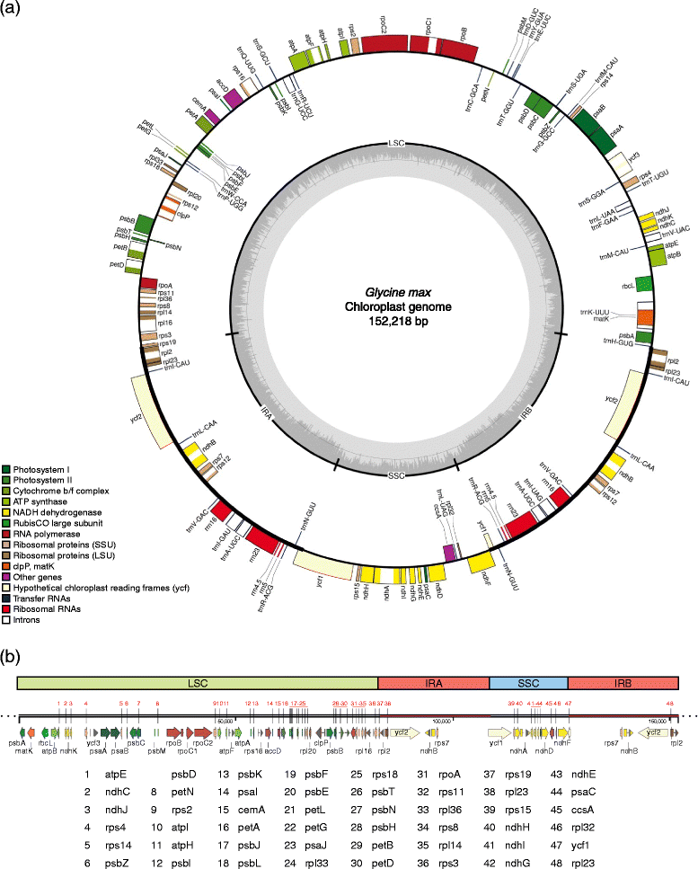 Chloroplast genomes: diversity, evolution, and applications in genetic