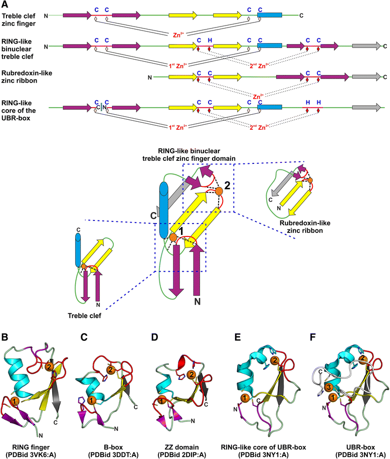 The UBRbox and its relationship to binuclear RINGlike treble clef